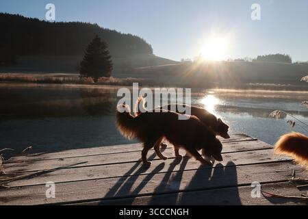 Drei Hunde spielen auf einem Dock am See Stockfoto