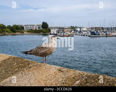 Juvenile Heringsmöwe, Larus argentatus, an der Ufermauer von Sutton Harbour mit Queen Anne's Battery im Hintergrund Stockfoto