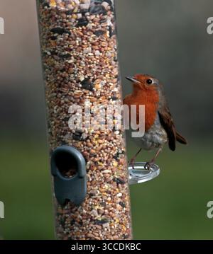 Europäische Robine (erithacus rubecula) auf Vogelfutter Stockfoto