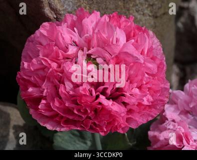 Doppel-Opium-Mohn (Papaver Somniferum) Stockfoto