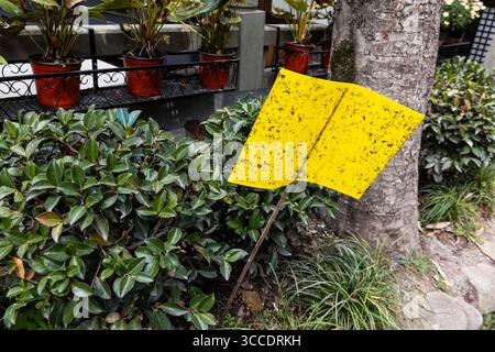 Gelbe Insektenfallen sind häufige Anziehungspunkte in der Teeplantage longjing, um Insekten in Hangzhou zu bewirtschaften Stockfoto