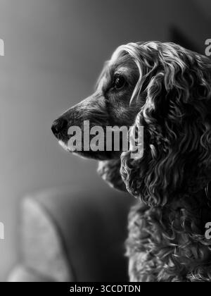 Profilfotografie auf der Seite des Hundes – Schwarzweißbild Stockfoto