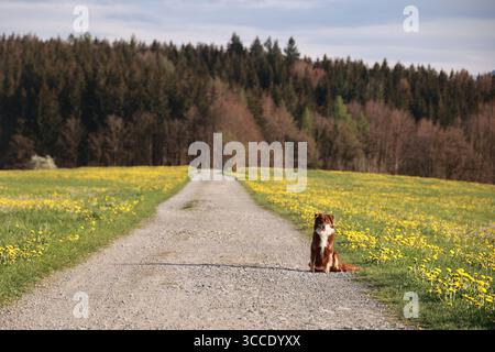 Ein Hund sitzt am Straßenrand in einem Feld aus gelben Blumen Stockfoto