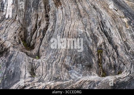 Verwitterte Baumstumpfstruktur mit tiefen Rillen und Moos. Stockfoto