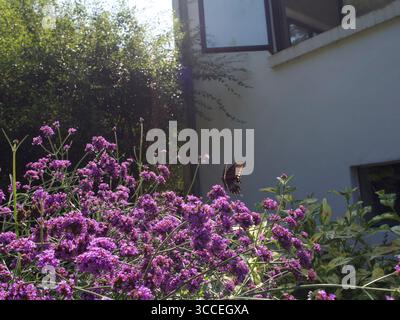 Schwarzer Schwalbenschwanz-Schmetterling auf Purpletop Vervain (Verbena bonariensis), Foto im August 2025 im Bundesstaat New York Stockfoto