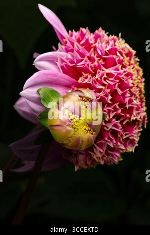 Natürliches, sehr nahes blühendes Pflanzenporträt des natürlich gemusterten Dahlienkopfes „Fenna Baaij“. Natürliche Muster, Natur, achtsam, kühn Stockfoto