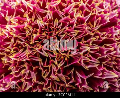 Natürliches, sehr nahes blühendes Pflanzenporträt des natürlich gemusterten Dahlienkopfes „Fenna Baaij“. Natürliche Muster, Natur, achtsam, kühn Stockfoto