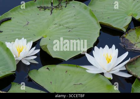 American White Waterlily, Nymphaea odorata Stockfoto