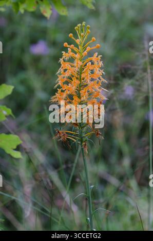 Gelb gesäumte Orchidee, Platanthera ciliaris Stockfoto