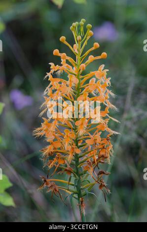 Gelb gesäumte Orchidee, Platanthera ciliaris Stockfoto