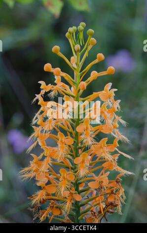 Gelb gesäumte Orchidee, Platanthera ciliaris Stockfoto