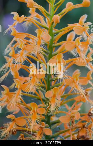 Gelb gesäumte Orchidee, Platanthera ciliaris Stockfoto
