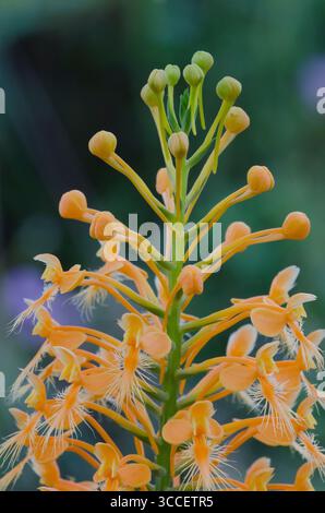 Gelb gesäumte Orchidee, Platanthera ciliaris Stockfoto