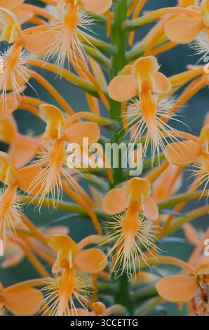 Gelb gesäumte Orchidee, Platanthera ciliaris Stockfoto