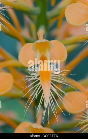Gelb gesäumte Orchidee, Platanthera ciliaris Stockfoto