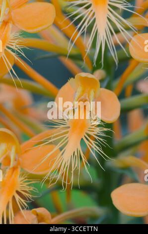 Gelb gesäumte Orchidee, Platanthera ciliaris Stockfoto
