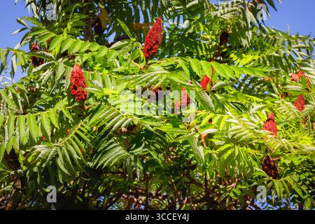 Leuchtend rote Blütentrauben des Staghorns Sumak blühen in voller Blüte inmitten frischer grüner Blätter unter einem klaren blauen Himmel während der Mittagszeit. Die lebendigen Farben Stockfoto