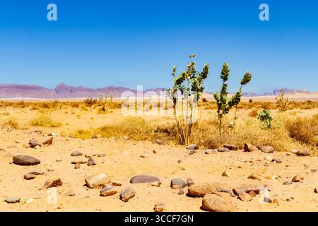 Frühling in der Wüste Shara. Apfel von Sodom, Oscher Baum, Kalotrope (Calotropis procera). Pflanze wächst wie ein Unkraut in der Wüste. Sahara, Algerien, Afrika. Stockfoto