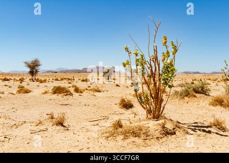 Frühling in der Wüste Shara. Apfel von Sodom, Oscher Baum, Kalotrope (Calotropis procera). Pflanze wächst wie ein Unkraut in der Wüste. Sahara, Algerien, Afrika. Stockfoto