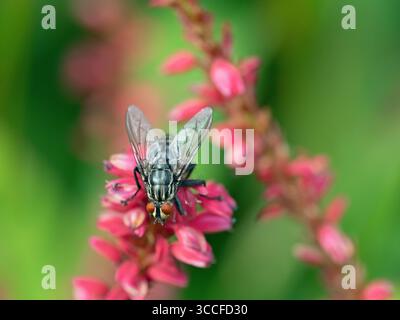 Sarcophaga-Fleischarten fliegen auf Persicaria amplexicaulis im August Sommer Stockfoto