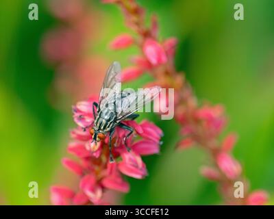 Sarcophaga-Fleischarten fliegen auf Persicaria amplexicaulis im August Sommer Stockfoto