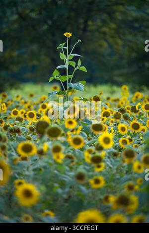 Ein atemberaubender Sonnenuntergang strahlt ein goldenes Leuchten über einem pulsierenden Sonnenblumenfeld in der Nähe von Licking, Missouri. Die endlosen Reihen von Sonnenblumen stehen hoch und erfreuen sich Stockfoto
