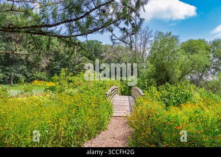 Braune Augen Susan Prärie Wildblumen in der Prärie des mittleren westens mit Pfad und Brücke. Stockfoto