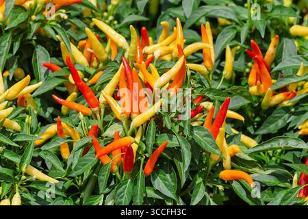 Bunte Chili-Paprika mit grünem Hintergrund. Stockfoto