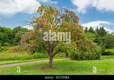 Ein reifer, einzelner Krabbenbaum mit blauem Himmel und geschwollenen weißen Wolken. Stockfoto