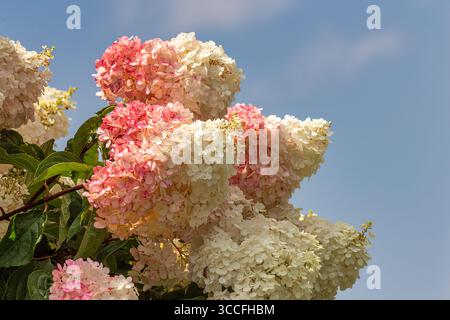 Nahaufnahme der leuchtend rosa Hortensie. Stockfoto
