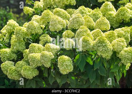 Nahgruppierung der grünen weißen Hortensie. Stockfoto