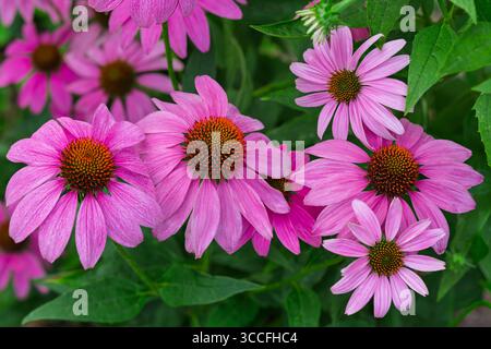 Eine Gruppe von Purple Coneflower im Garten nahe der Abenddämmerung. Stockfoto