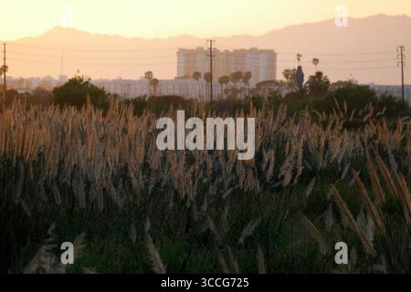 17. April 2015, Los Angeles, Kalifornien, USA: Cortaderia selloana, auch bekannt als Pampas-Gras, wächst in den Ballona Wetlands in Los Angeles, Kalifornien, am 17. April 2015. Die Feuchtgebiete waren historisch gesehen ein viel größerer Feuchtgebiet-Komplex, aber die Entwicklung, einschließlich des Baus der Marina del Rey und der Urbanisierung, hat ihre Größe deutlich verringert. Das Gebiet hat kulturelle Bedeutung, da es Tausende von Jahren von den Ureinwohnern der Tongva bewohnt wurde. Heute ist es die zweitgrößte Freifläche in Los Angeles und wird vom California Department of Fi verwaltet Stockfoto