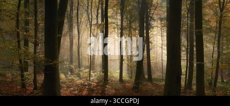 Märchenhafte Stimmung in einem Wald im Herbst, mit dem mystischen Sonnenlicht, das den Nebel hinter den Baumstämmen beleuchtet, breites Panorama Stockfoto