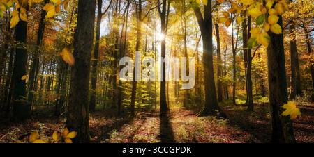 Herbstwald mit strahlender Sonne auf gelben Buchenblättern. Glade in den Wäldern, Panoramablick auf die Landschaft. Stockfoto