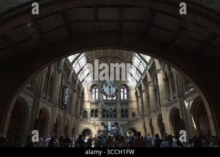 London, Großbritannien - 21. Juli 2025 - die berühmte Hintze Hall im Natural History Museum in London, in der sich das prominente Blauwal-Skelett H befindet Stockfoto