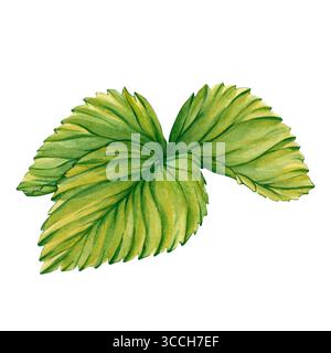 Grüne Erdbeerblätter isoliert auf weißem Hintergrund. Aquarellillustration einer Beerenpflanze. Handgemalte Aquarellillustration Erdbeere Stockfoto