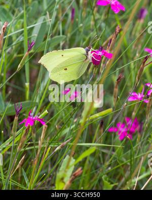 Citronfjäril Gonepteryx Rhamni im Garten Stockfoto