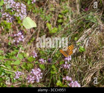 Gonepteryx Rhamni und eine Issoria-Lathnia im Garten Stockfoto