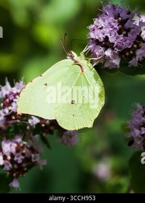 Citronfjäril Gonepteryx Rhamni Stockfoto