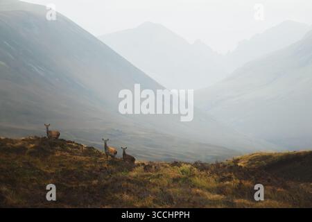 Drei Rotwild (Cervus elaphus scoticus) an einem stimmungsvollen Morgen mit Nebel und Bergnebel auf der Isle of Skye in den schottischen Highlands, Stockfoto