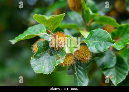 Buchenzweig mit Blättern und Samenkapseln. Nahaufnahme. Stockfoto