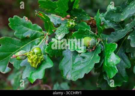 Eichenblätter und Eicheln im Sommer. Naturhintergrund. Stockfoto