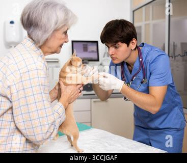 Junger Tierarzt, der chihuahua untersucht, von weiblicher Besitzerin in die Tierklinik gebracht Stockfoto
