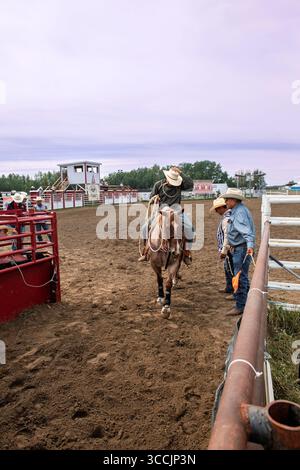 Cowboy zu Pferd versucht geschickt, ein Kalb in einem aufregenden Rodeo-Arena-Event während des Enoch Indian Rodeo Alberta Canada zu lassos Stockfoto