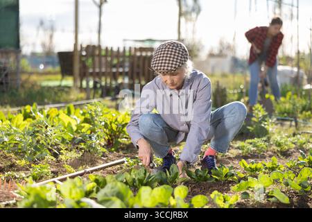 Positive alte Frau in Hemden und Jeans, die Gemüsebeete mit Häcksler jätet, während sie tagsüber im Frühling im Garten arbeitet Stockfoto