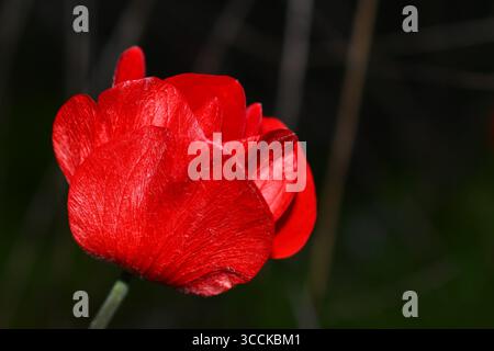 Nahaufnahme einer schönen, halb offenen Knospe einer hellroten Anemone vor einem dunklen, unscharfen Hintergrund mit Kopierraum Stockfoto