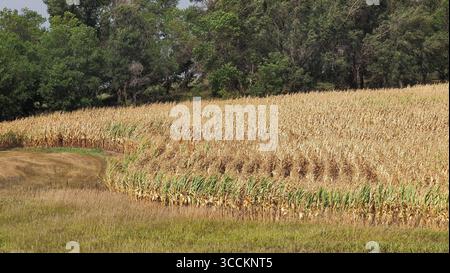 31. August 2023, Smithland, Iowa, USA: Einige Getreidefelder im Woodbury County sehen so aus, als wären sie bereit für die Ernte am Donnerstag, 31. August 2023. Da es in den letzten zwei Wochen keinen Regen gab und eine weitere Hitzekuppel nach West-Iowa kam, mit möglichen Temperaturen wieder in den dreistelligen Erntefeldern betont wurde, ist das Erscheinungsbild eher Herbst- oder Oktober- oder Novemberernte als Ende August. Ein kürzlich veröffentlichter artikel besagt, dass 80 % des Staates in einem gewissen Maß von Dürre sind, und etwa 18 % leiden unter extremer Dürre. (Bild: © Jerry Mennenga/ZUMA Press Wire) Stockfoto