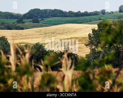 31. August 2023, Castana, Iowa, USA: Einige Maisfelder aus Monona County sehen so aus, als wären sie bereit für die Ernte am Donnerstag, 31. August 2023. Da es in den letzten zwei Wochen keinen Regen gab und eine weitere Hitzekuppel nach West-Iowa kam, mit möglichen Temperaturen wieder in den dreistelligen Erntefeldern betont wurde, ist das Erscheinungsbild eher Herbst- oder Oktober- oder Novemberernte als Ende August. Ein kürzlich veröffentlichter artikel besagt, dass 80 % des Staates in einem gewissen Maß von Dürre sind, und etwa 18 % leiden unter extremer Dürre. (Bild: © Jerry Mennenga/ZUMA Press Wire) Stockfoto