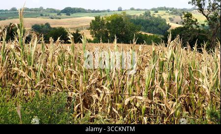 31. August 2023, Castana, Iowa, USA: Einige Maisfelder aus Monona County sehen so aus, als wären sie bereit für die Ernte am Donnerstag, 31. August 2023. Da es in den letzten zwei Wochen keinen Regen gab und eine weitere Hitzekuppel nach West-Iowa kam, mit möglichen Temperaturen wieder in den dreistelligen Erntefeldern betont wurde, ist das Erscheinungsbild eher Herbst- oder Oktober- oder Novemberernte als Ende August. Ein kürzlich veröffentlichter artikel besagt, dass 80 % des Staates in einem gewissen Maß von Dürre sind, und etwa 18 % leiden unter extremer Dürre. (Bild: © Jerry Mennenga/ZUMA Press Wire) Stockfoto
